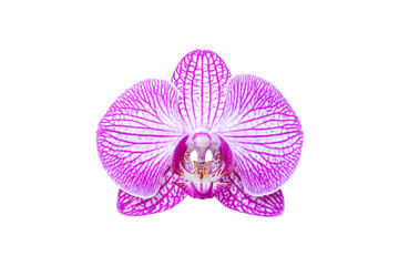 Beautiful orchid flower, isolated