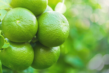Fresh green lemons fruit hanging from branch. lemons tree garden and healthy food concept, group of lemons, macro