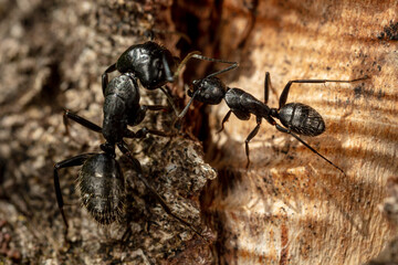 Two ants on a tree, one a soldier the other a worker