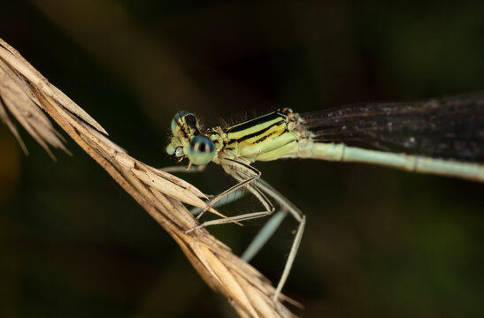 Macro of dragonfly on a corn