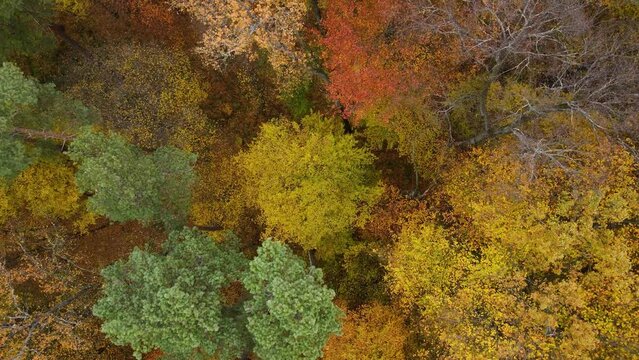 Yellow autumn forest aerial view. Fabulous time