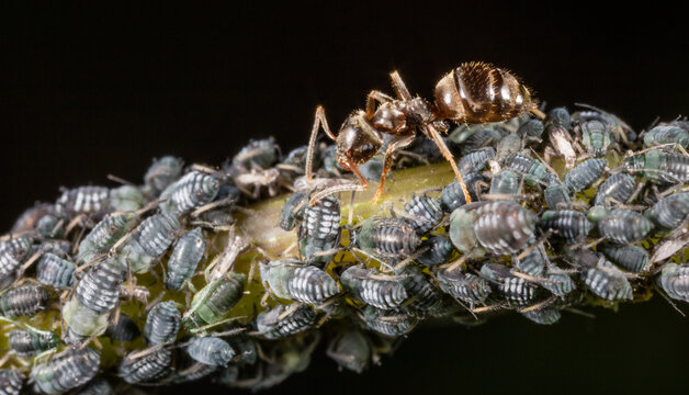 Ant taking care and milking louses on a leaf