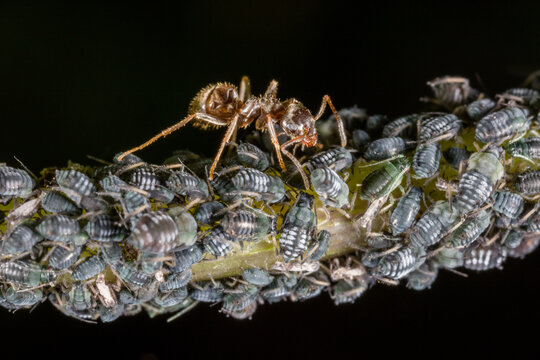 Ant taking care of louses on a leaf