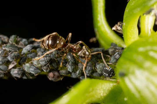 Ant walking over louse colony on a leaf