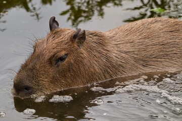 Wasserschwein