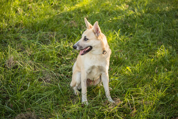 young happy dog with heterochromic eyes