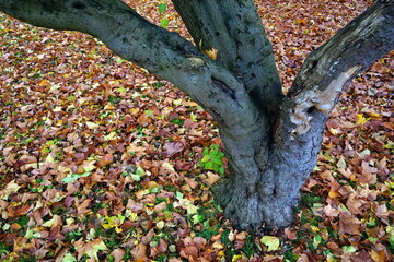 autumn leaves in the park,laubfall im park