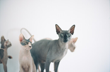 sphynx cats pets animals