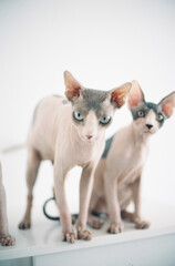 sphynx cats pets animals