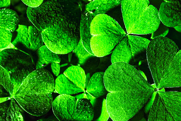 Background with green clover leaves for Saint Patrick's day. Shamrock as a symbol of fortune.