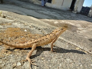 Beautiful Chameleon with close up