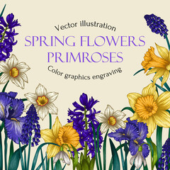 Vector illustration of a spring garden. Banner template. Graphic linear colored flowers. Daffodil, irise, muscari, hyacinth, snowdrop