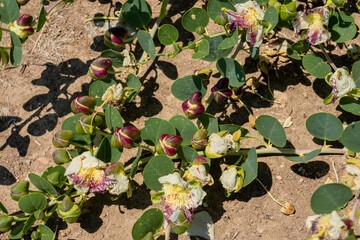 faded cappari flowers and cappari spinosa buds. selective focus flower 