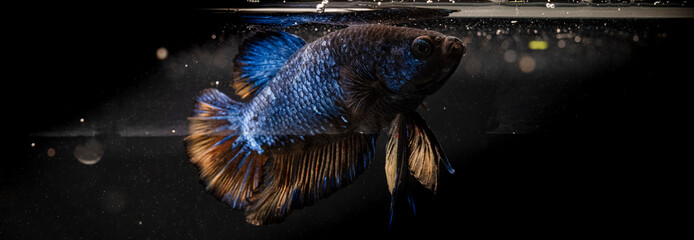 metallic blue plackat splenders betta fish with yellow tail in an aquarium with 