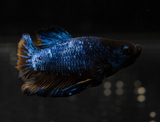 metallic blue plackat splenders betta fish with yellow tail in an aquarium with 