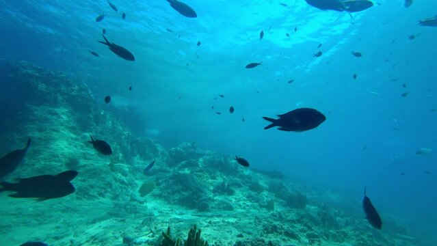 Suba divers are swimming with many damselfishes and sea breams under the Mediterranean Sea
