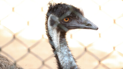 OSTRICH Inside the wire web is its neck and its eyes are beautiful