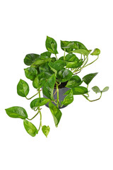 Tropical 'Epipremnum Global Green' houseplant in flower pot on white background