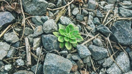 Flowers, nature, forest