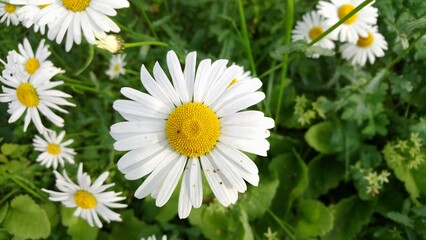 Obraz premium Flowers, nature, forest