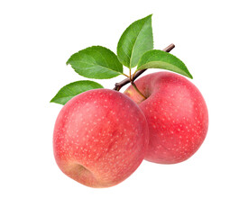 Two red apples on branch isolated on white background.