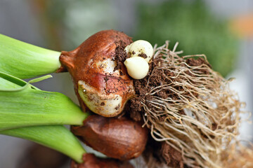 Small offset bulbs growing on large tulip flower bulbs. Used for plant propagation