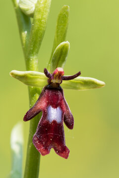 Ophrys mouche (Ophrys insectifera), orchidée sauvage de Suisse