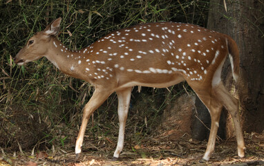 Naklejka na ściany i meble Chital Spotted Deer The chital also known as spotted deer. The point is the herd of deer