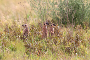Meerkat, Addo Elephant National Park