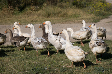 a flock of geese in the poultry farm