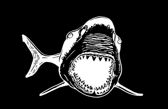 recommend clip art: Great white shark with open mouth on black,vector megalodon element, underwater habitant