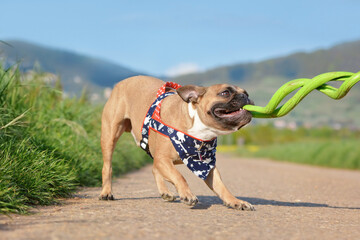 French Bulldog playing tug with green spiral dog toy