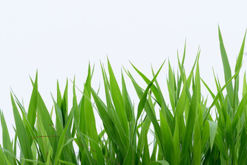 isolate green grass on white background,green field concept.