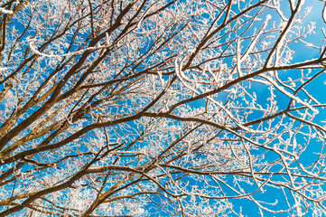Winter natural background with frosted branches against a bright blue sky