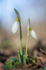 Delicate snowdrops bloomed in February