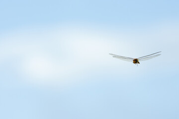Fototapeta na wymiar dragonfly flying on the sky,nature inspiration for helicorpter.