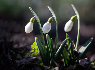 Delicate snowdrops bloomed in February