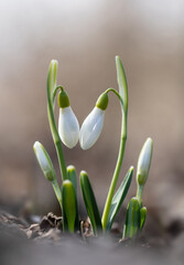 Delicate snowdrops bloomed in February