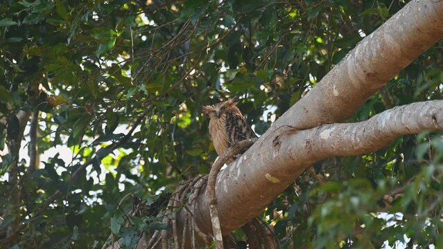 Buffy Fish Owl, Ketupa ketupu seen on top of a big branch turning its head from the right to the left then staring at the camera, Khao Yai National Park, Thailand.