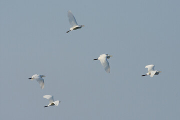 Fototapeta na wymiar white egret bird flying migration when winter visitor season.