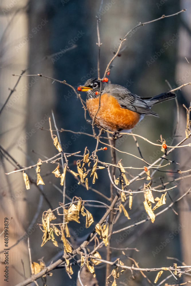 Wall mural An American Robin (Turdus migratorius) perched on a branch with a red berry in it's beak in winter.