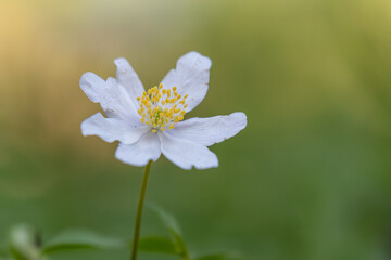 Anémone sylvie (Anemone nemorosa)