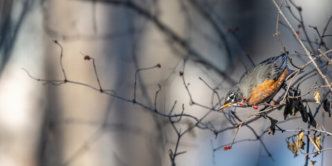 An American Robin (Turdus migratorius) perched on a branch in winter.