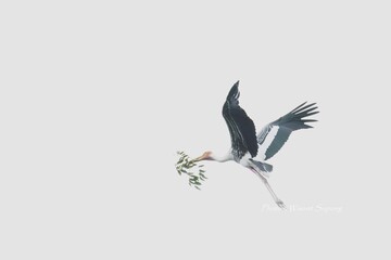 heron in flight