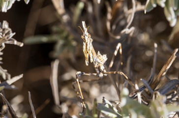 Gros plan d'une empusa pennata cachée dans une lavande