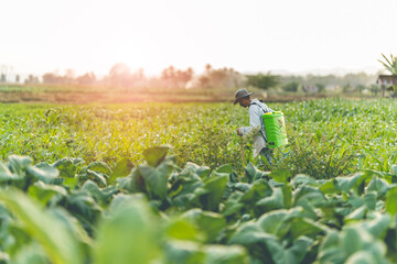 Farmers are spraying chemicals on farm fields. to get rid of pests