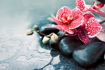 Spa concept with zen stones and pink orchid.