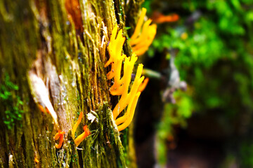 yellow fungi on a tree close up