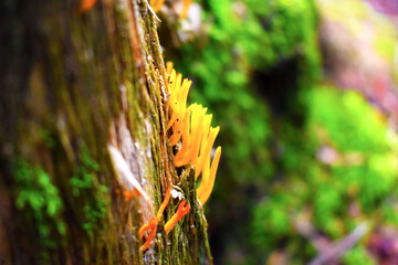 yellow fungi on a tree close up	