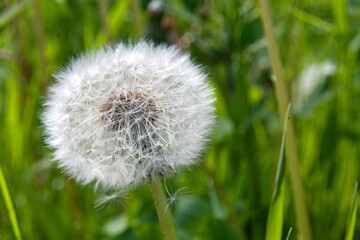 Obraz premium dandelion in grass